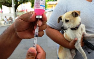 Se acercan las campañas de vacunación antirrábica: cambios al respecto.