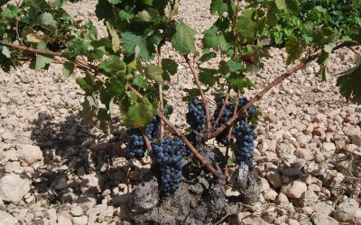 Villena es galardonada como mejor municipio enoturístico