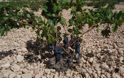 Curso gratuito de especialización en viñedo ecológico