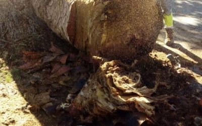 COMUNICADO CONCEJALÍA DE MEDIO AMBIENTE