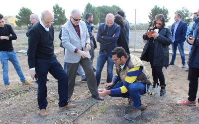 El corte del espárrago inaugura las Jornadas del Espárrago de Villena