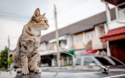 La Concejalía de Políticas Animalistas ofrece un curso de formación para cuidadores de colonias felinas