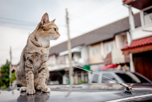 La Concejalía de Políticas Animalistas ofrece un curso de formación para cuidadores de colonias felinas