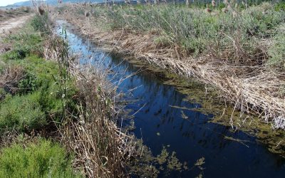 La importancia del agua es el nuevo reto de ‘Villena Viva’