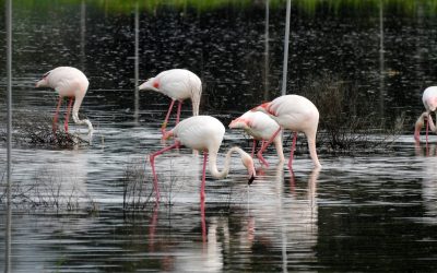 Villena conmemora el Día Mundial del Medio Ambiente con un plan de futuro