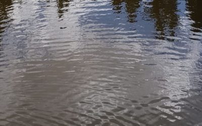 Medio Ambiente detecta focos de mosquitos en parcelas privadas