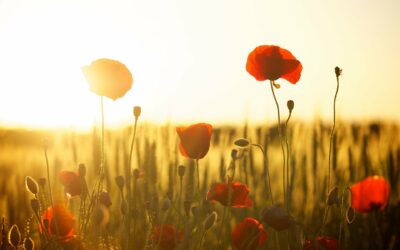 Villena Viva, participa y conoce las micro-reservas de flora de Villena