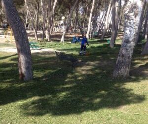 Medio Ambiente completa las acciones de prevención de la procesionaria de otoño e invierno