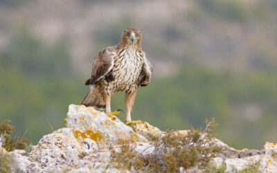 La exposición fotográfica de Miguel Ángel Berbegal reivindica la avifauna del Alto Vinalopó