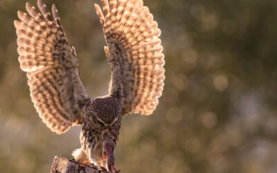 Medio Ambiente destaca el valor pedagógico de la expo fotográfica sobre avifauna de Berbegal