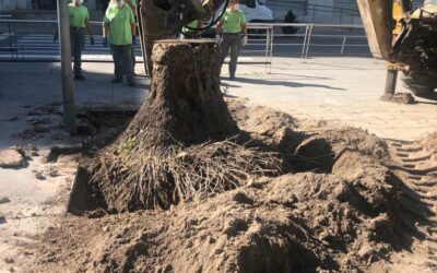 Parques y Jardines actúa en la repoblación del Paseo Chapí con la sustitución de chopos enfermos y replantación de arces retirados del colegio Celada