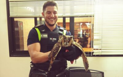 La Policía Local de Villena rescata a un búho chico