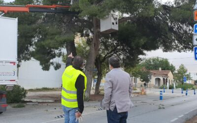 El Plan Urgente de Podas sanea el arbolado del Paseo Chapí, Las Virtudes, centros escolares y una parte del Parque del Marlene