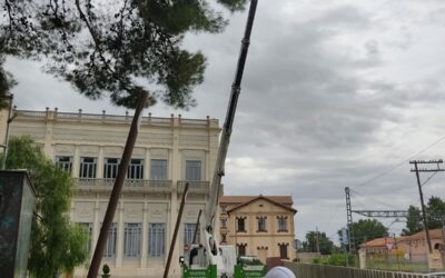 El Ayuntamiento solamente podará antes de Fiestas los árboles que puedan causar riesgo o daños a las viviendas