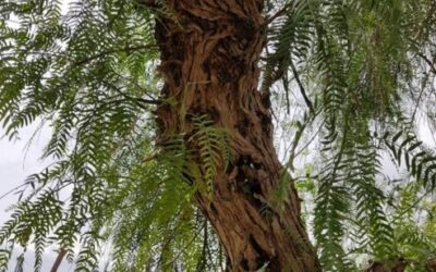 La Concejalía de Parques y Jardines sanea un árbol en peligro de derrumbe y planifica la replantación en el Paseo Chapí para primavera