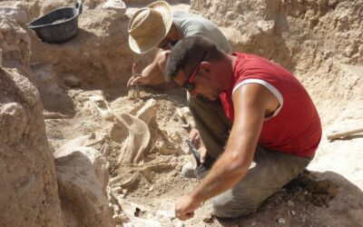 Villena traslada los restos de animales del yacimiento romano de ‘Casas de Campo’ para su estudio al Instituto Valenciano de Conservación