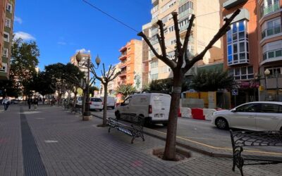 El Ayuntamiento trasplantará varios árboles de la Avenida de la Constitución a otras zonas de la ciudad