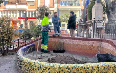 Villena celebra el Día del Árbol en la Comunidad Valenciana con la plantación de 16 romeros en la Plaza Beata Águeda Hernández Amorós