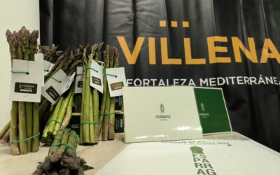 El alcalde inaugura la Jornada de la marca ‘Espárragos de Villena’ y la campaña de cosecha