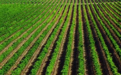 Villena acude a Fitur 2024 como capital del turismo enológico del Mediterráneo