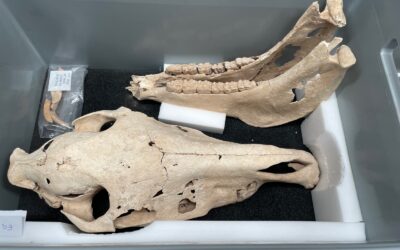 La mayor colección de huesos equinos del periodo romano de la Comunitat regresa a Villena tras el análisis en el Institut Valencià de Conservació, Restauració i Investigació