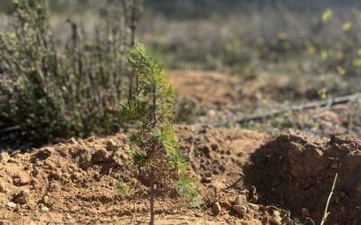 Medio Ambiente reparte a la ciudadanía árboles y plantas autóctonas en su campaña de repoblación