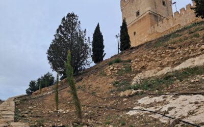 Medio Ambiente reforesta el entorno del Castillo con más de 1.000 plantas arbustivas y 25 cipreses